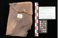 Foto (Objekt + Etikett) von Quercus mediterranea, Unger (NHMW-GEO-2024-0188-0908)